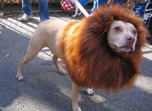 Lion or Dog :P