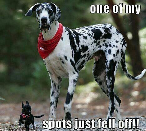 One of my spots just fell off