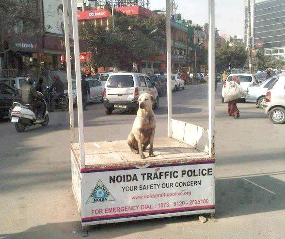 traffic police trolled :D
