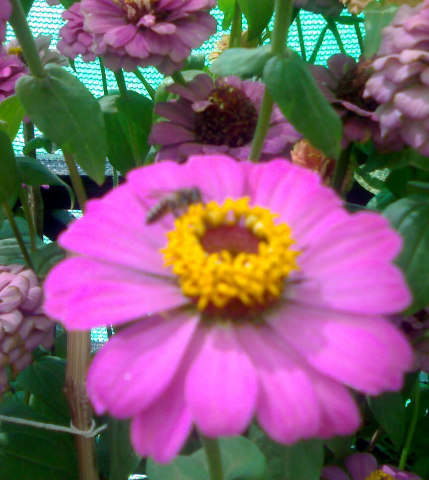 real image captured by me in lalbagh