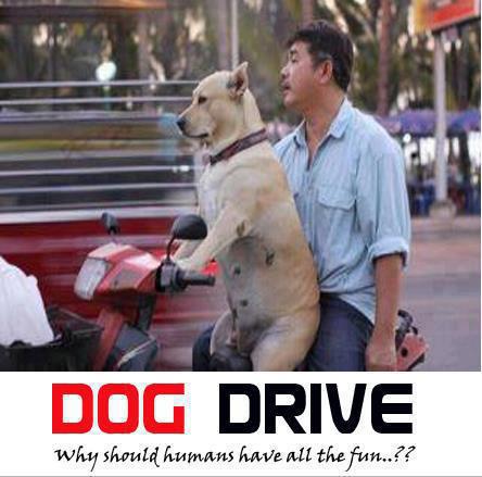 Dog Drive :D